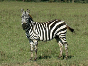 zebra